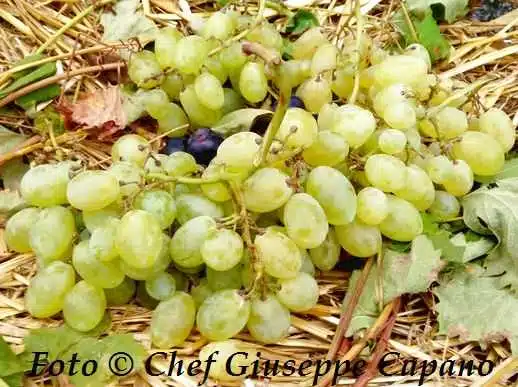 Uva su paglia 518