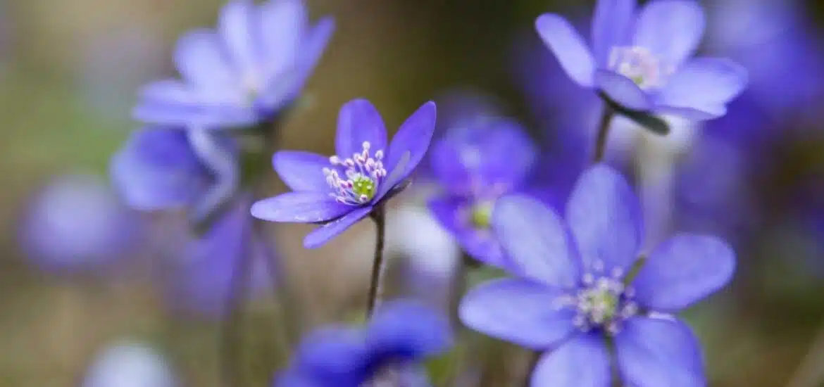 I funerali più costosi del mondo 2 I funerali più costosi del mondo 1