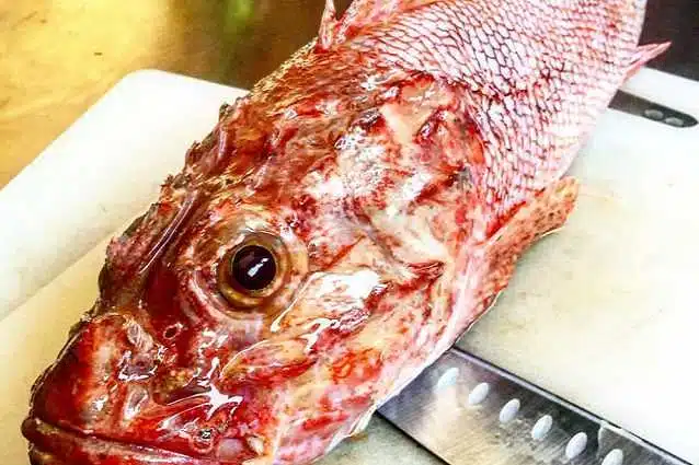 Come pulire e sfilettare lo scorfano: i passaggi da seguire per pulirlo al meglio 2 Come pulire e sfilettare lo scorfano: i passaggi da seguire per pulirlo al meglio 1