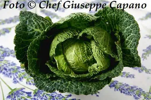 La bellezza del cavolo 1 Cavolo verza intero 2015 518